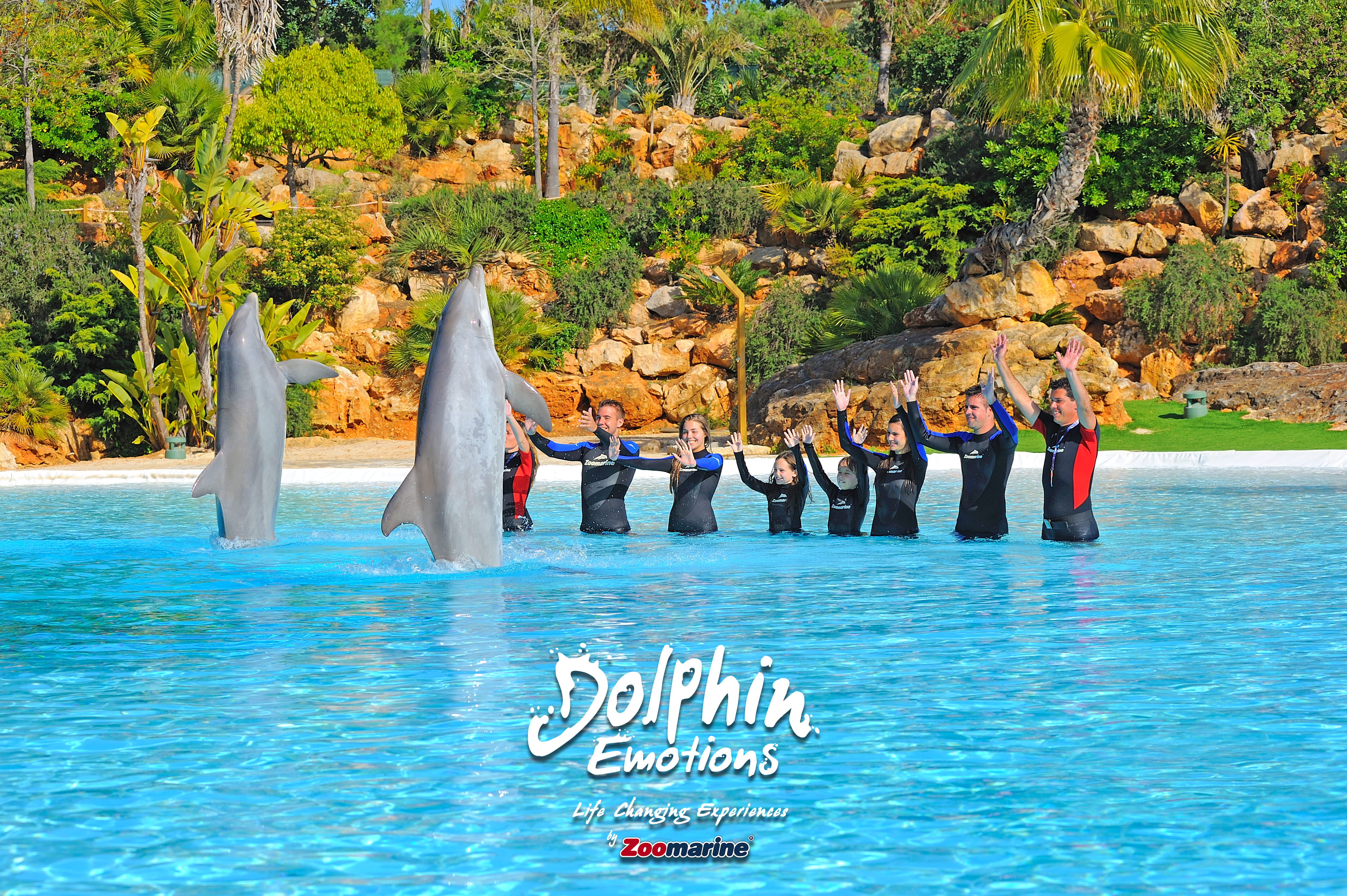 Dolphin Emotions Encounter