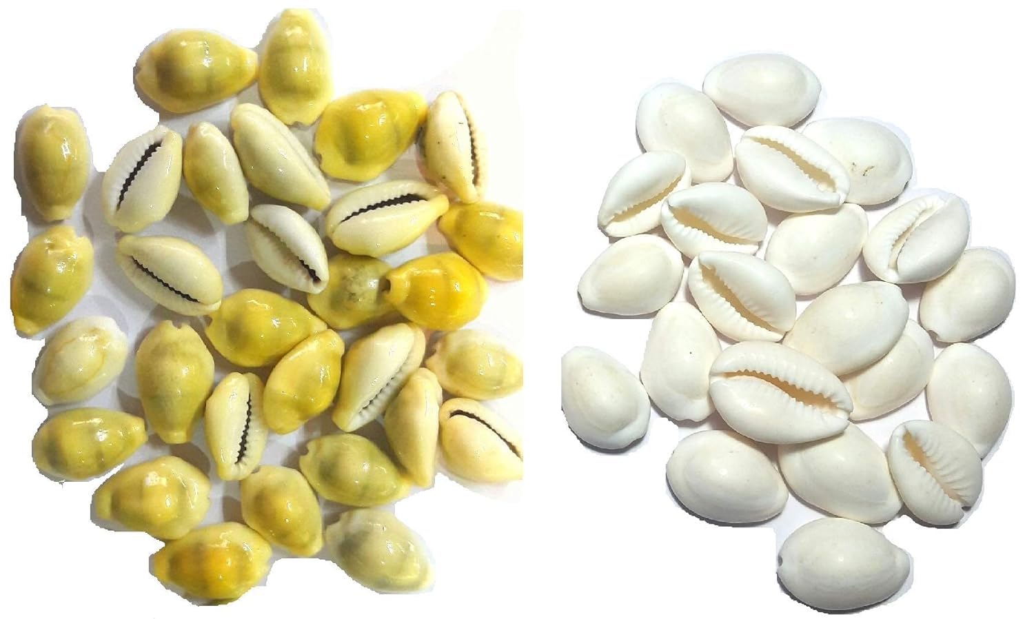 Krushnesh Creations 11 Pcs Peeli Kaudi Yellow Kodi Kowdi Cowries Laxmi kaudi and 11 pcs safed Cowry for Diwali Pooja