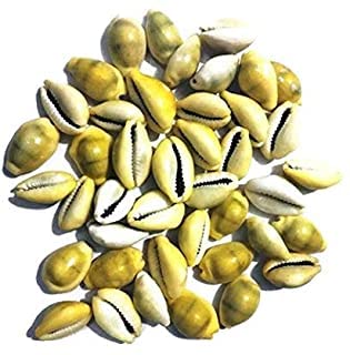 Krushnesh Creations 21 Pcs Peeli Kaudi Yellow Kodi Kowdi Cowries Laxmi kaudi for Diwali Pooja