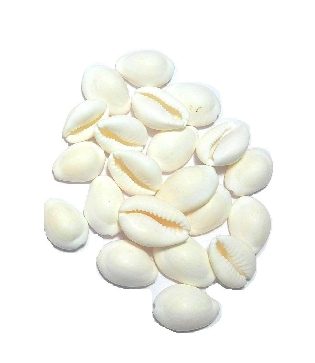 Krushnesh Creations 21 Pcs Safed Kaudi White Kodi Kowdi Cowries Laxmi kaudi for Diwali Pooja