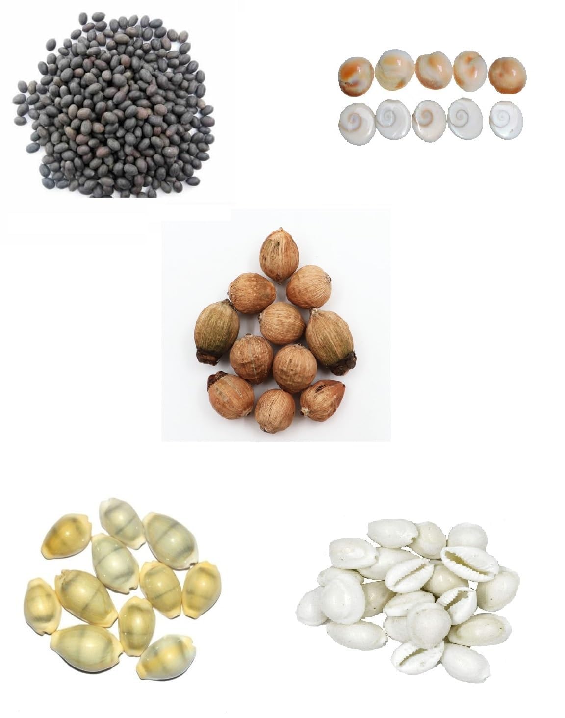Krushnesh Creations 7 Pcs Peeli Kaudi Yellow Kodi Kowdi Cowries Laxmi kaudi, 7 pcs Gomti Chakra, 7 pcs Kamal Gatta, 7 pcs Laghu Nariyal and 7 pcs safed Cowry for Diwali Pooja