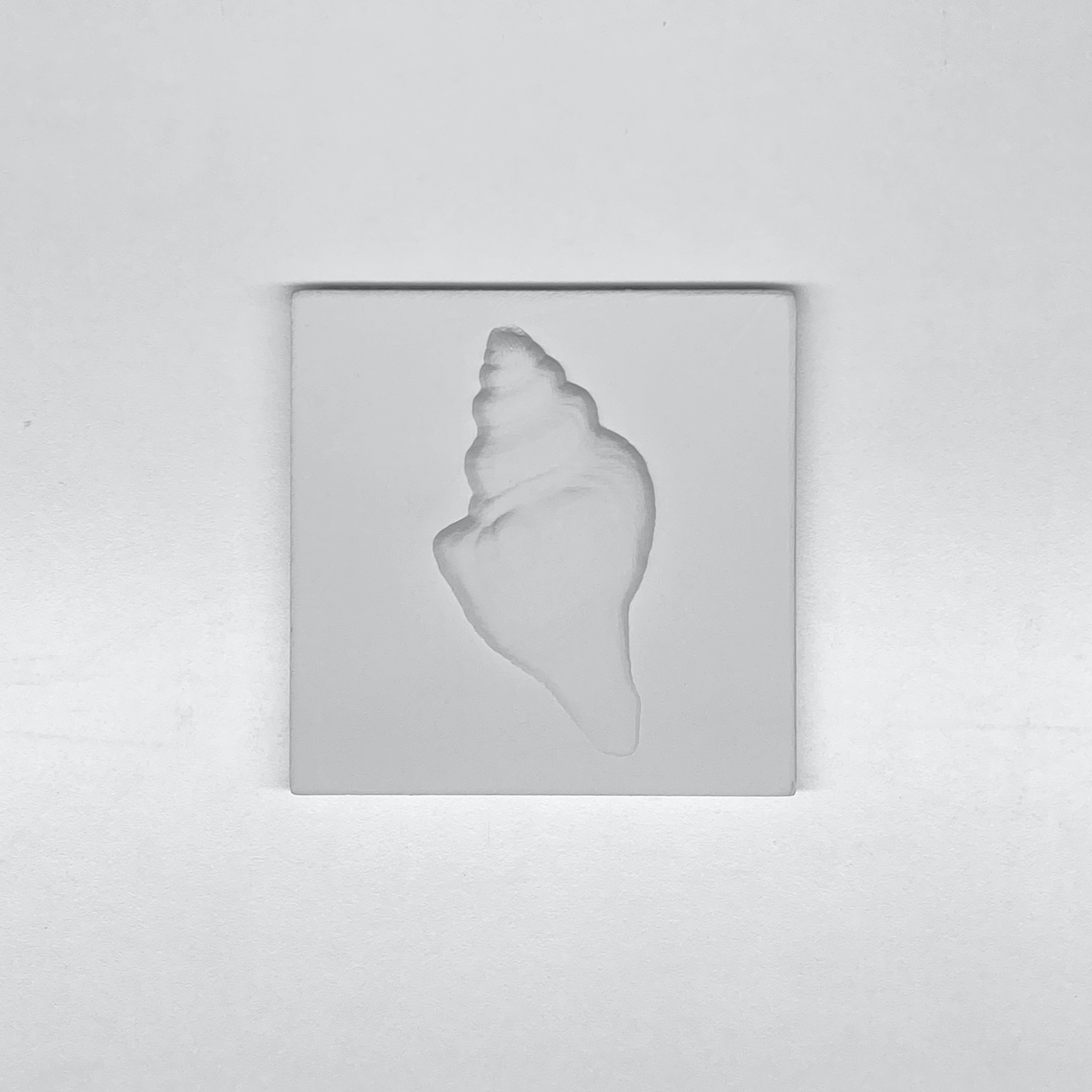 Deniz Kabuğu Rölyefli Karo