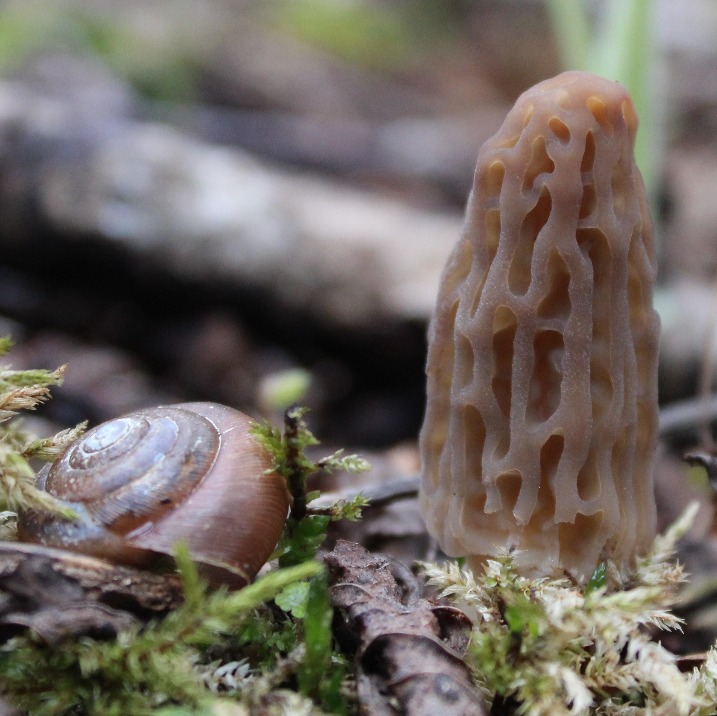 Morille, Reine du camouflage: La trouver – La cueillir  - La cuisiner