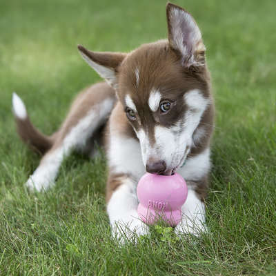 KONG Puppy