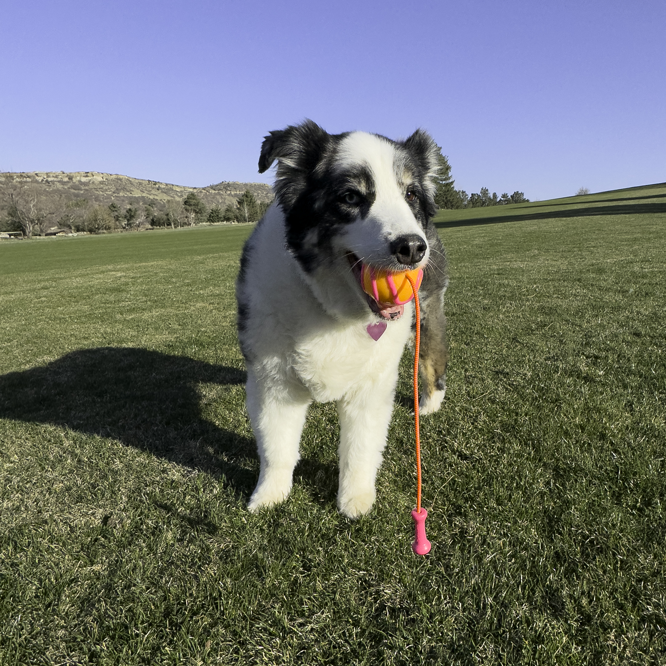 Bola com elástico KONG BUNJI HIGH-VIZ / Cores sortidas