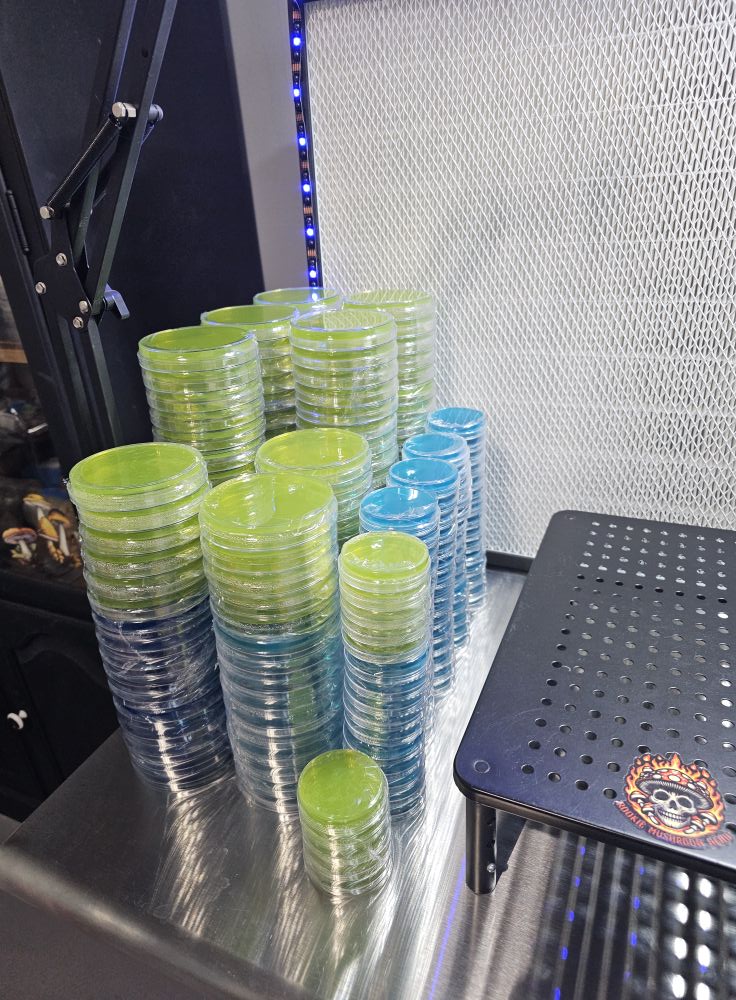 90 mm sorghum base agar plates