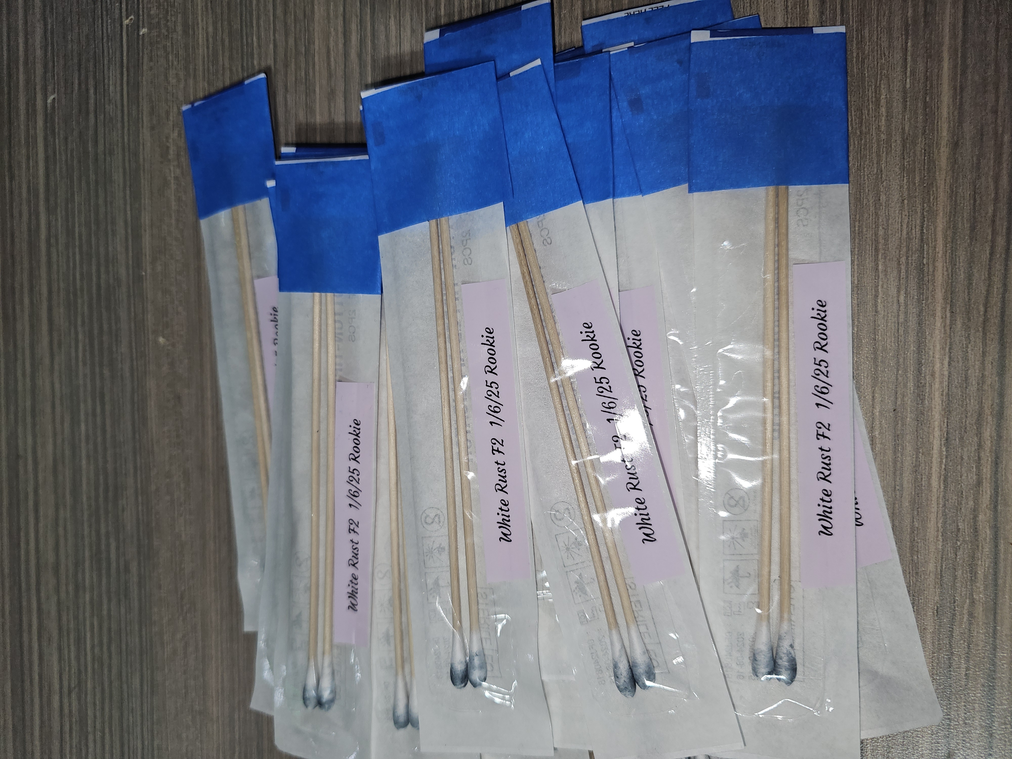 swab set of White Rust for microscopy purposes only