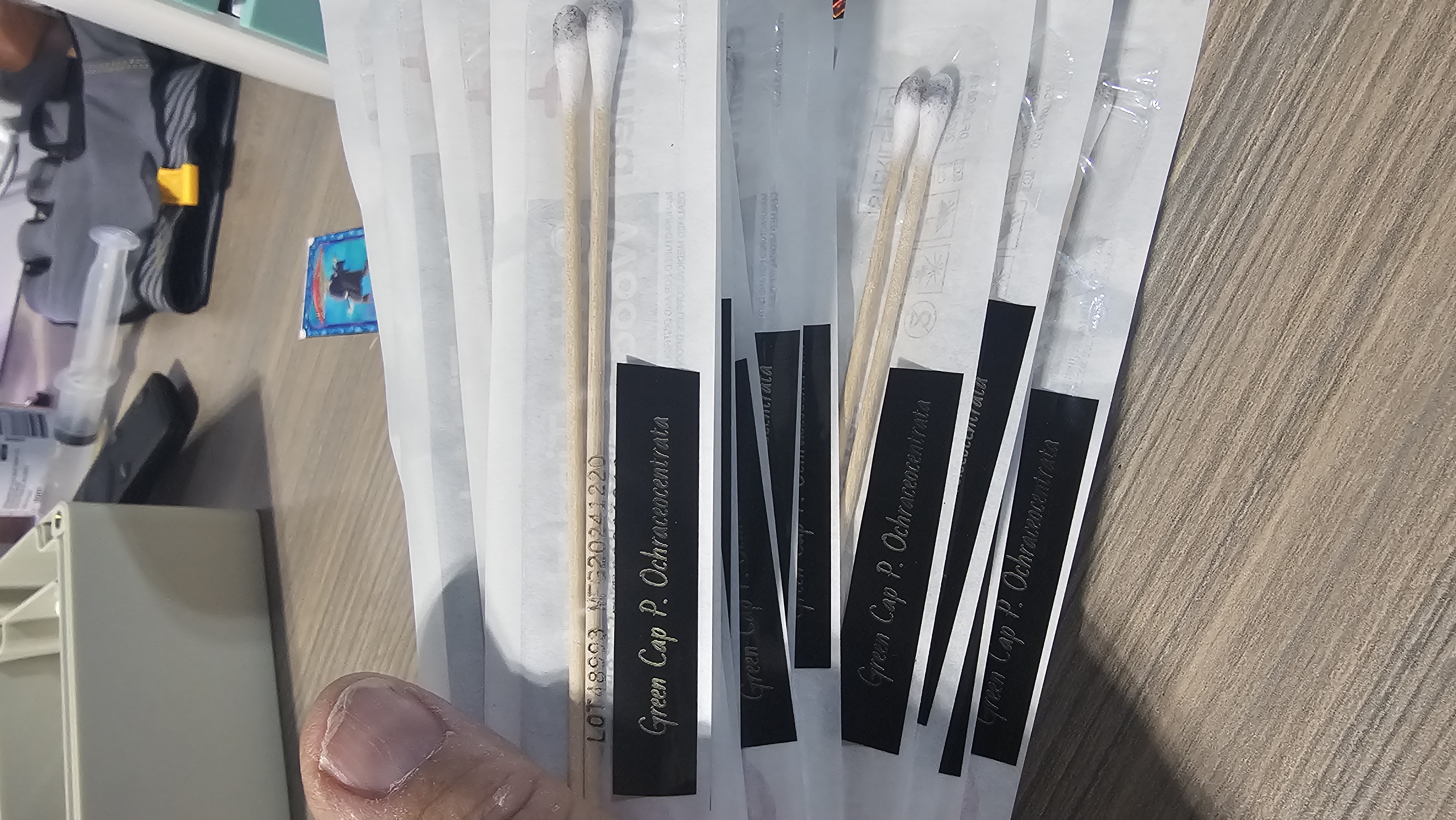 Green Cap P. OCHRACEOCENTRATA swab set for microscopy purposes only