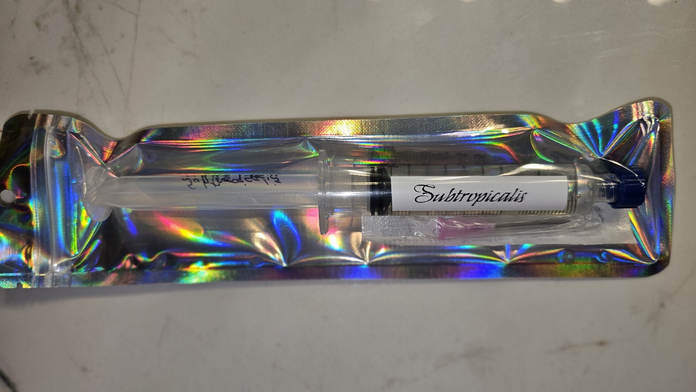 Subtropicalis