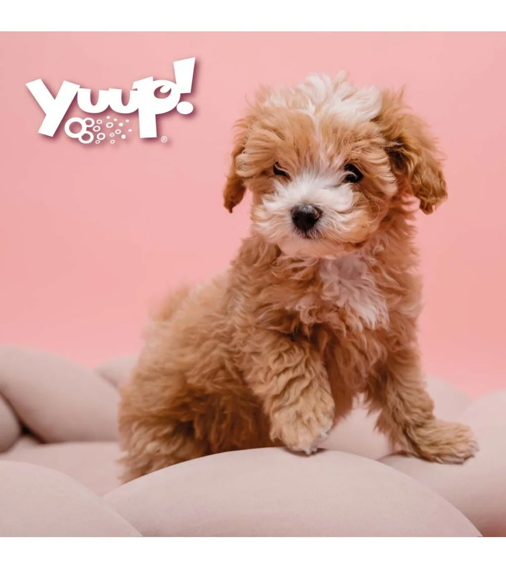 Yuup! Puppy Kit – rinkinys skirtas jauniems šuniukams.