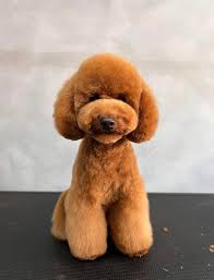 Nykštukinis pudelis (ūgis 28-35cm ties ketera)