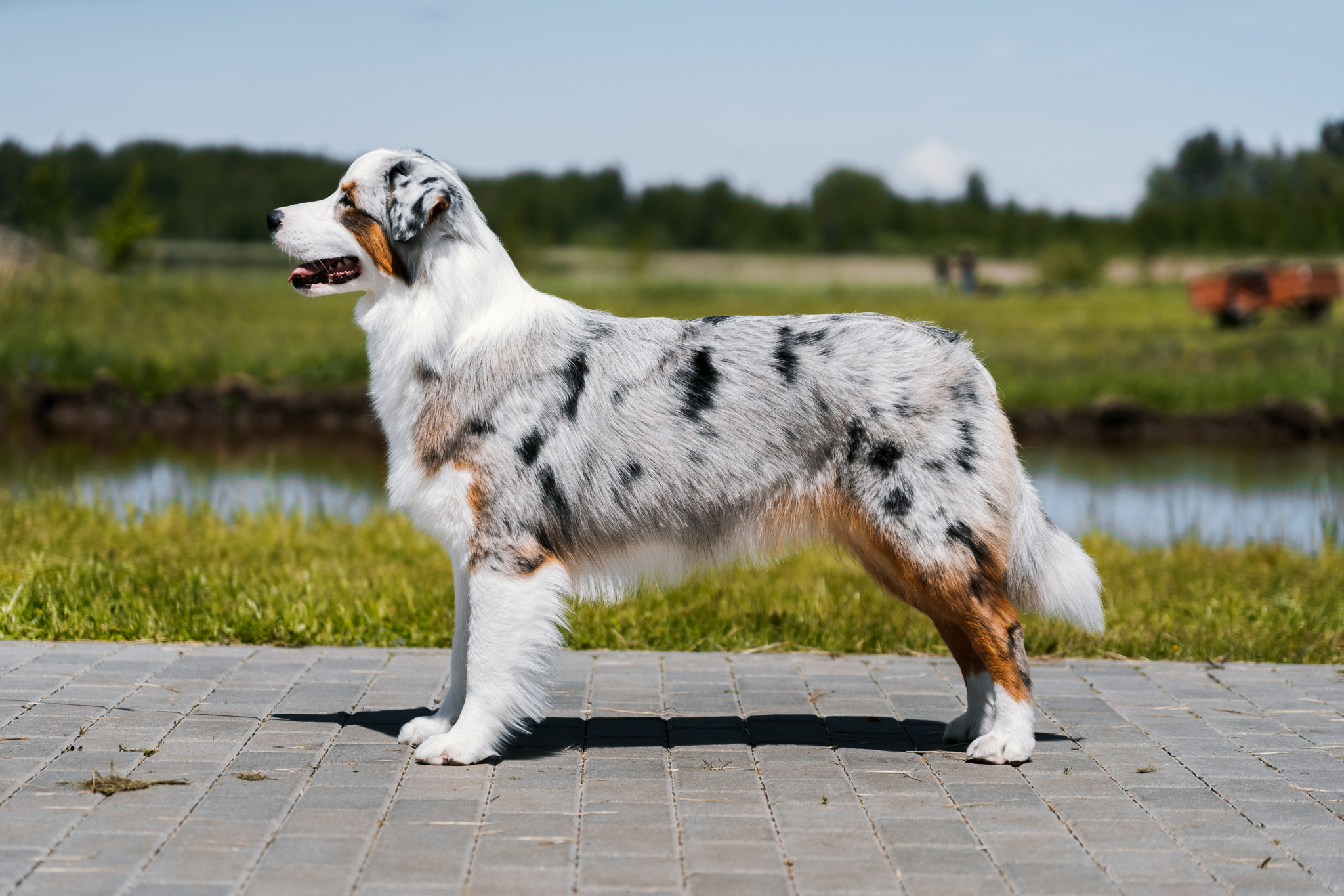 Australų aviganis PARODAI