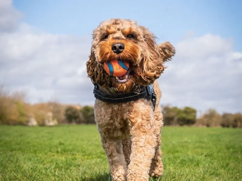 Cockapoo 