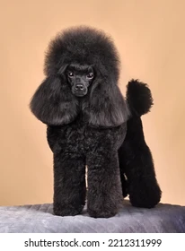 Mažasis pudelis (ūgis 35-45cm ties ketera)