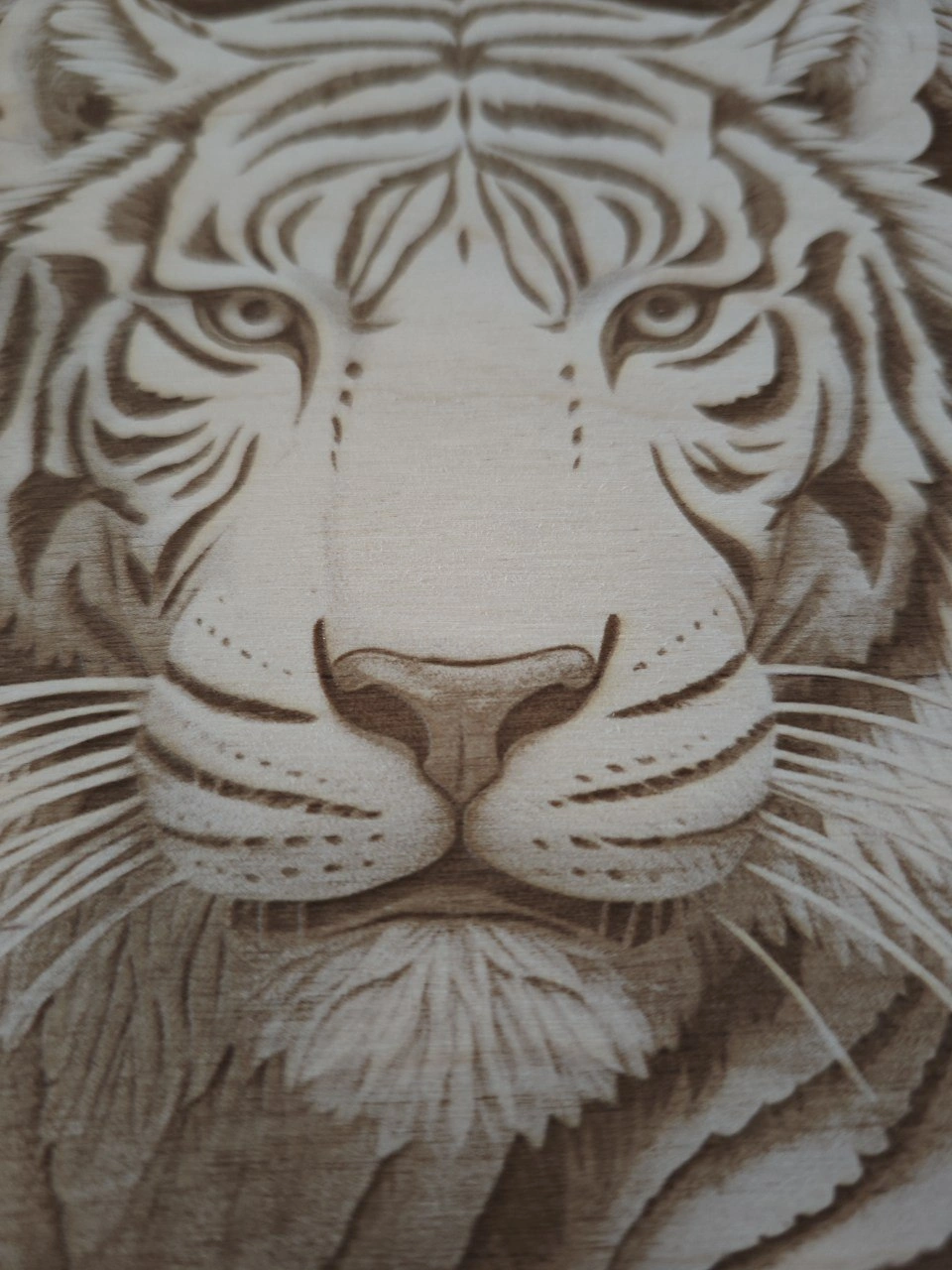Tigre