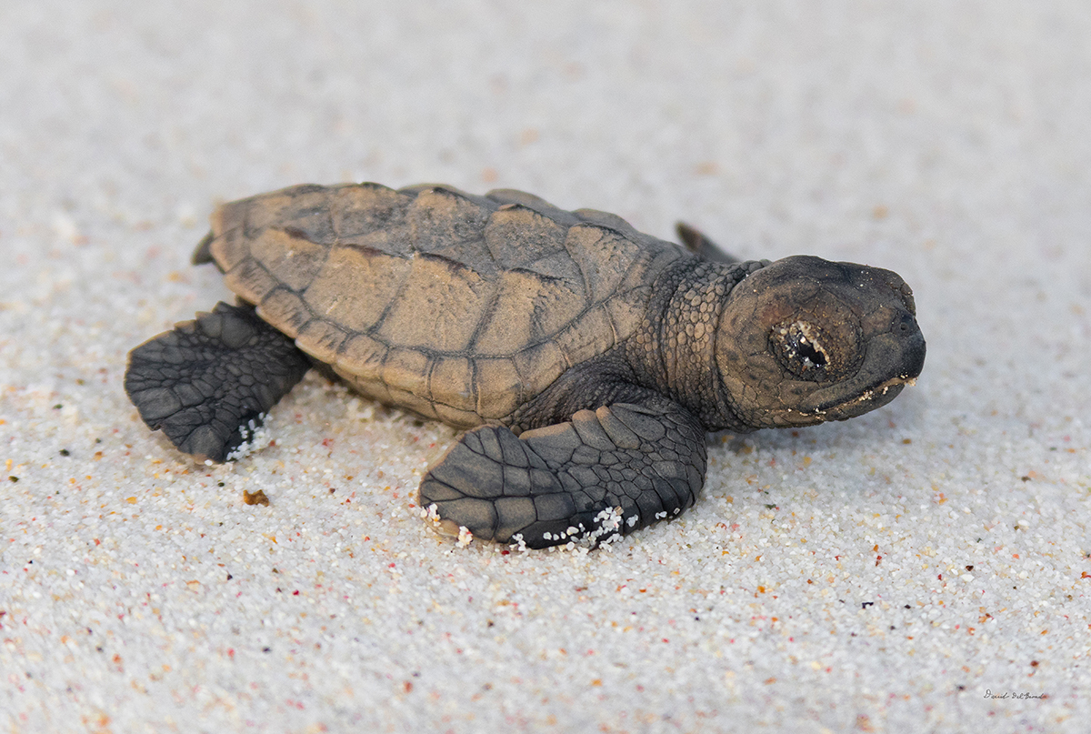 Sea Turtle Hatchling