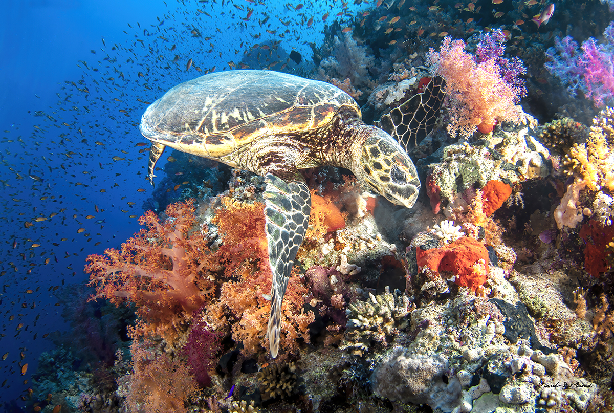 Hawksbill Turtle Red Sea