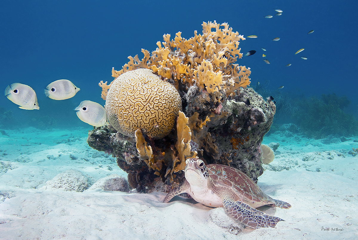 Turtle with Butterflyfish