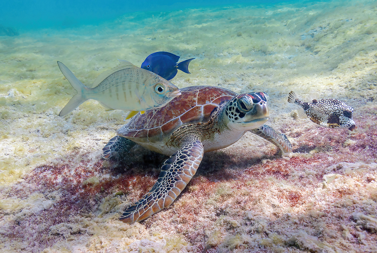 Turtle with Friends