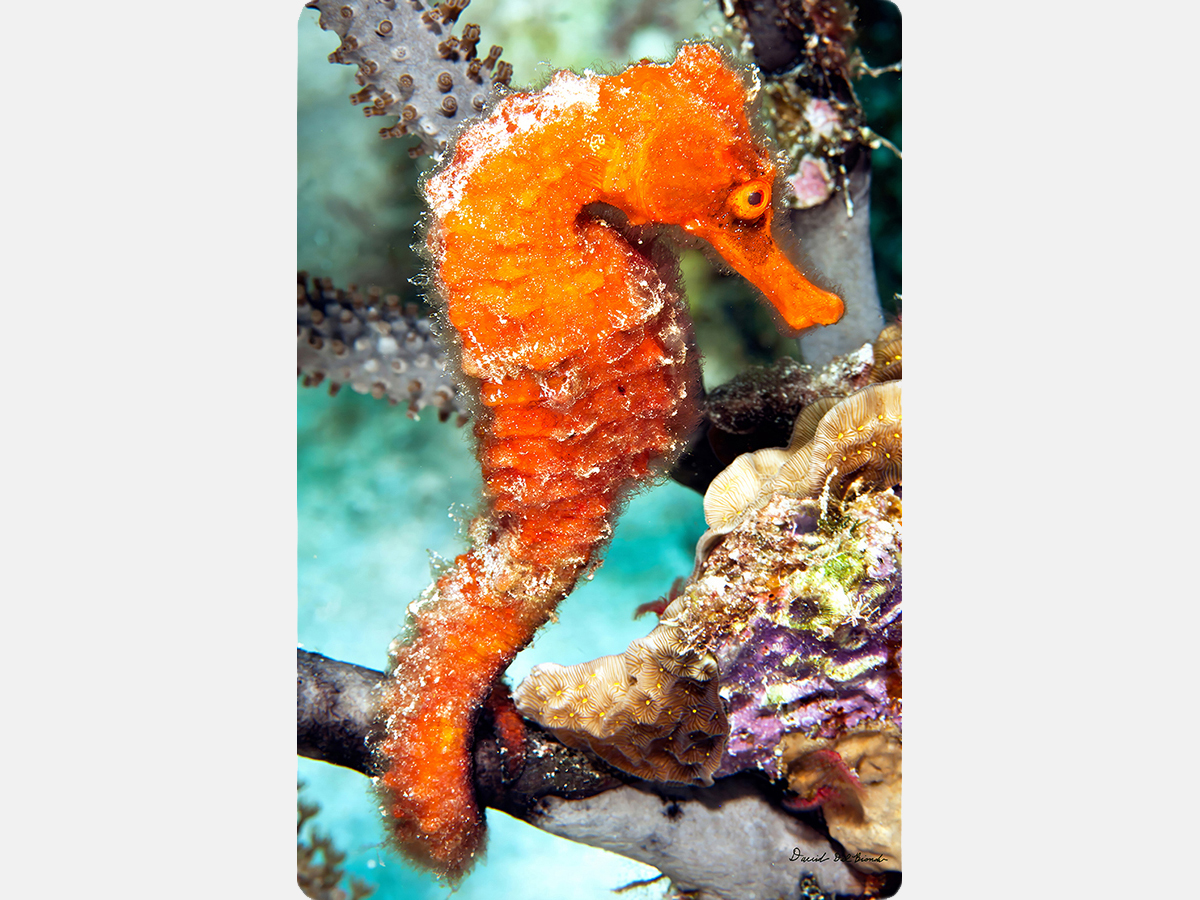 Bonaire Seahorse