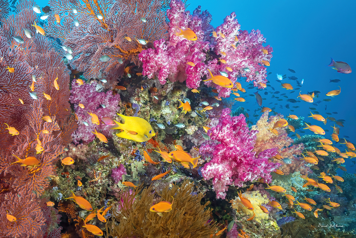 Damsel with Soft Corals