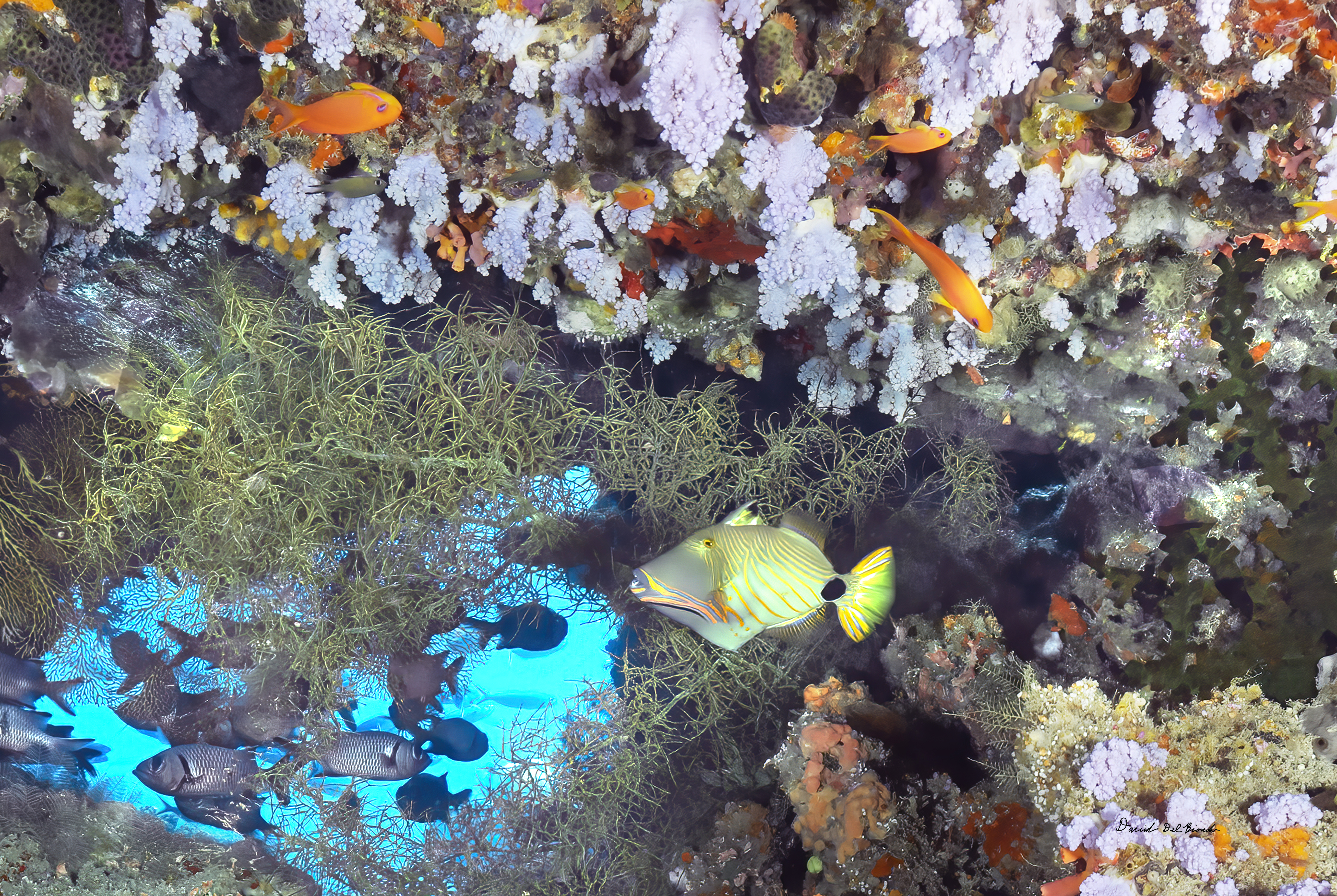 Orange Lined Triggerfish