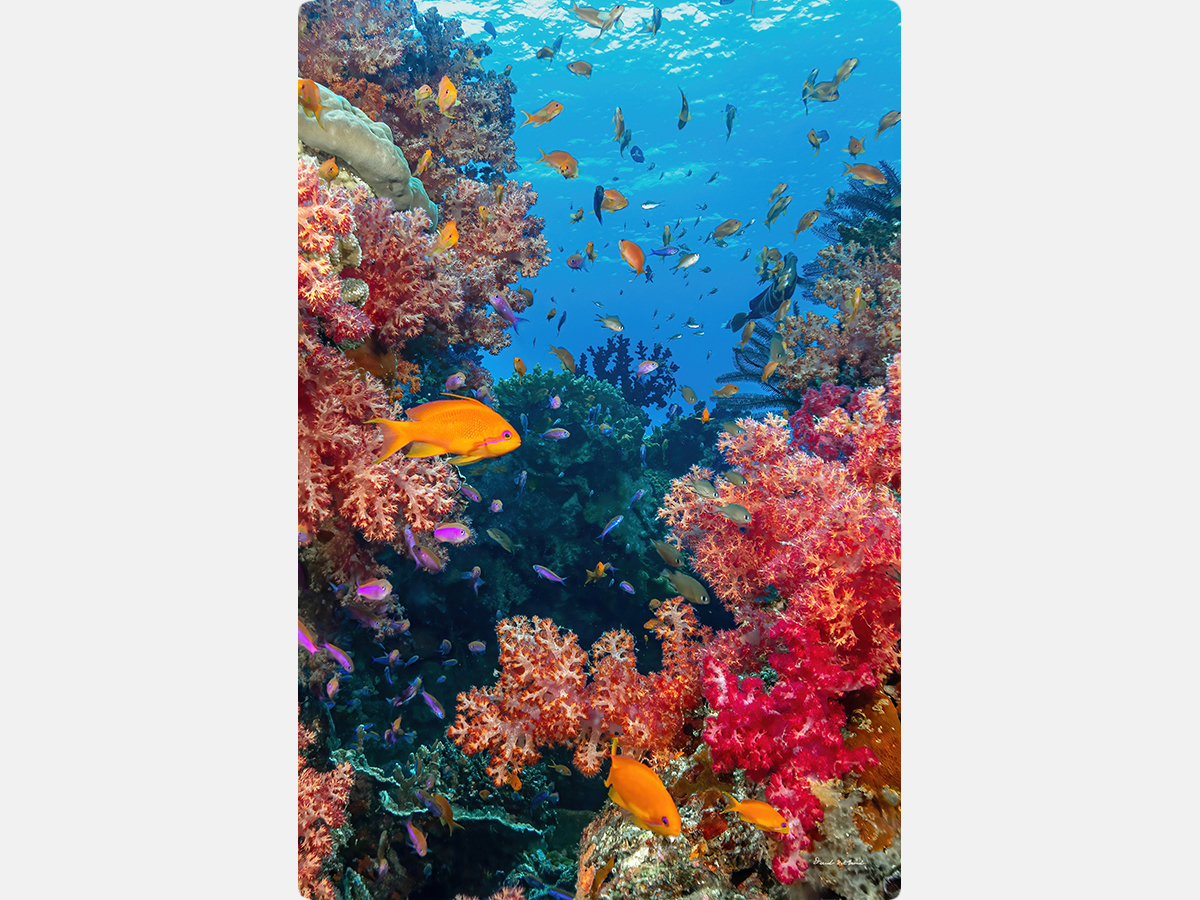 Soft Corals Portrait