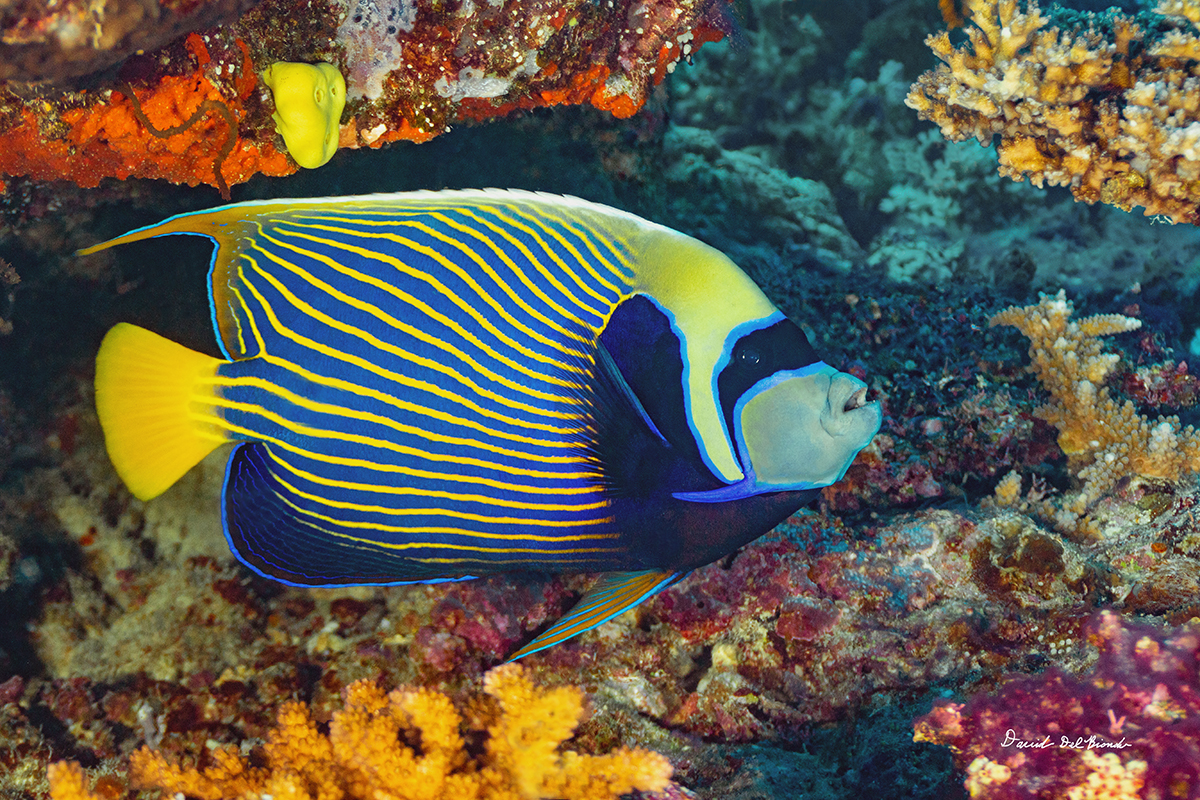 Emperor Angelfish