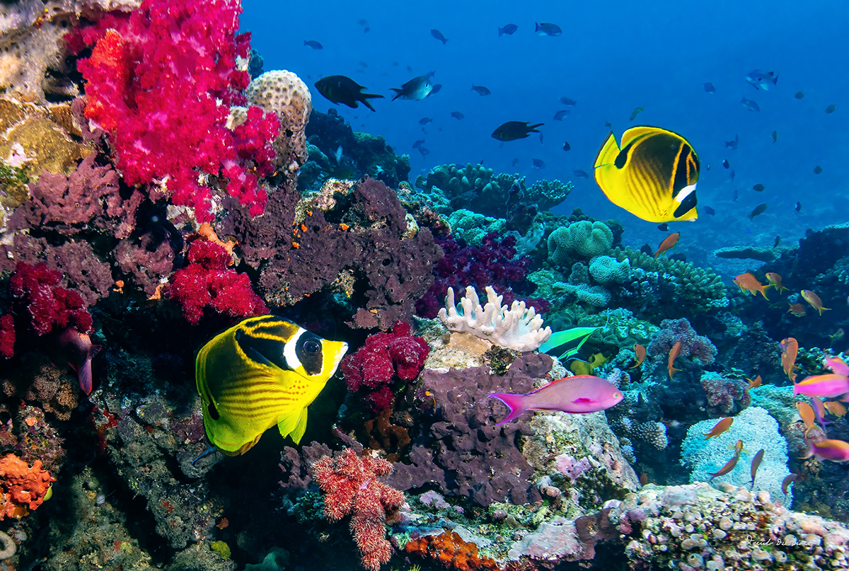 Raccoon Butterflyfish