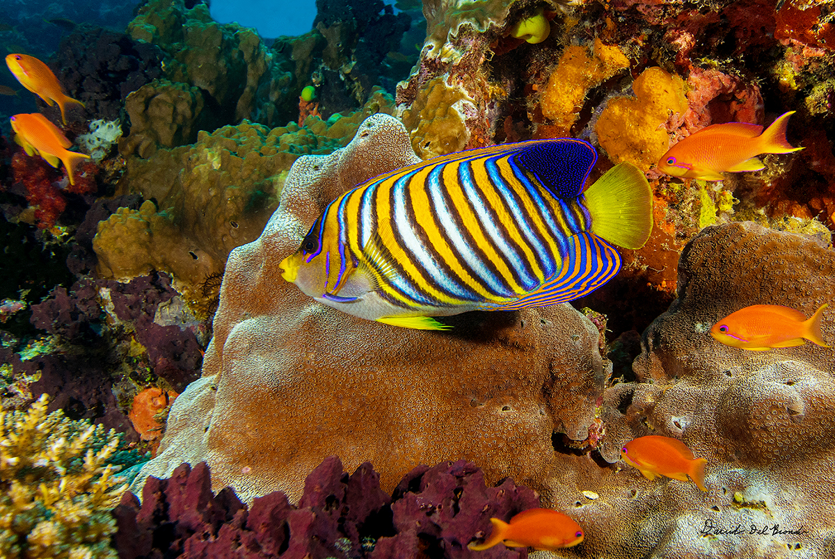 Regal Angelfish
