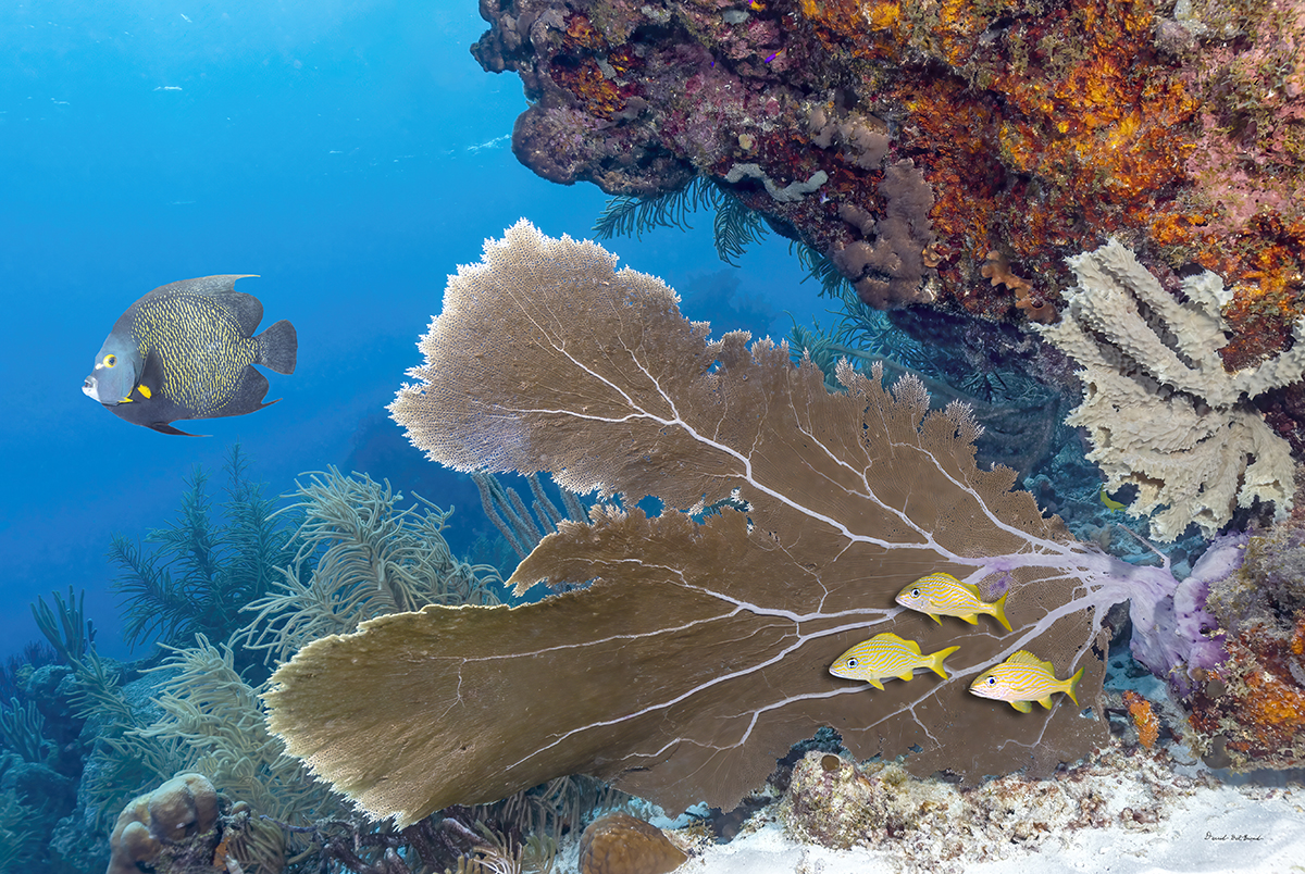 Queen Angelfish with Yellow Grunts