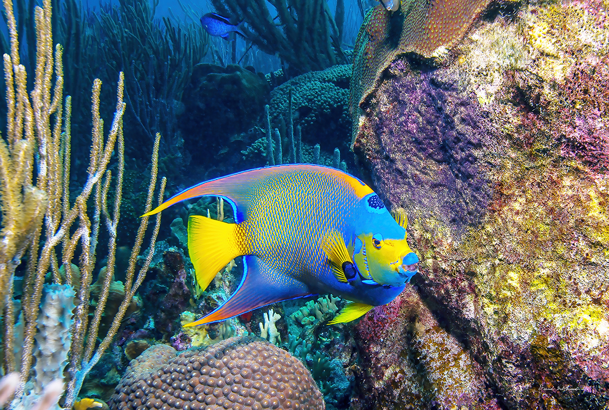 Queen Angelfish