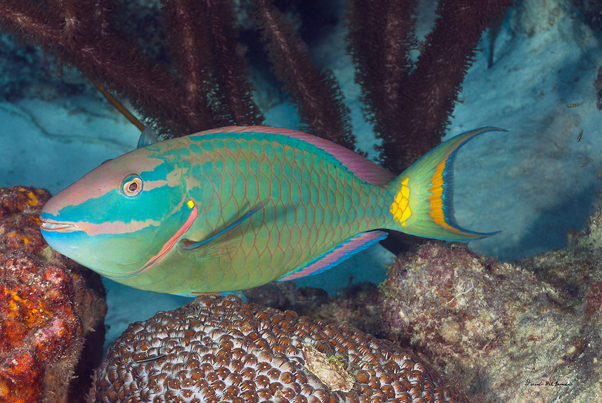 Stoplight Parrotfish