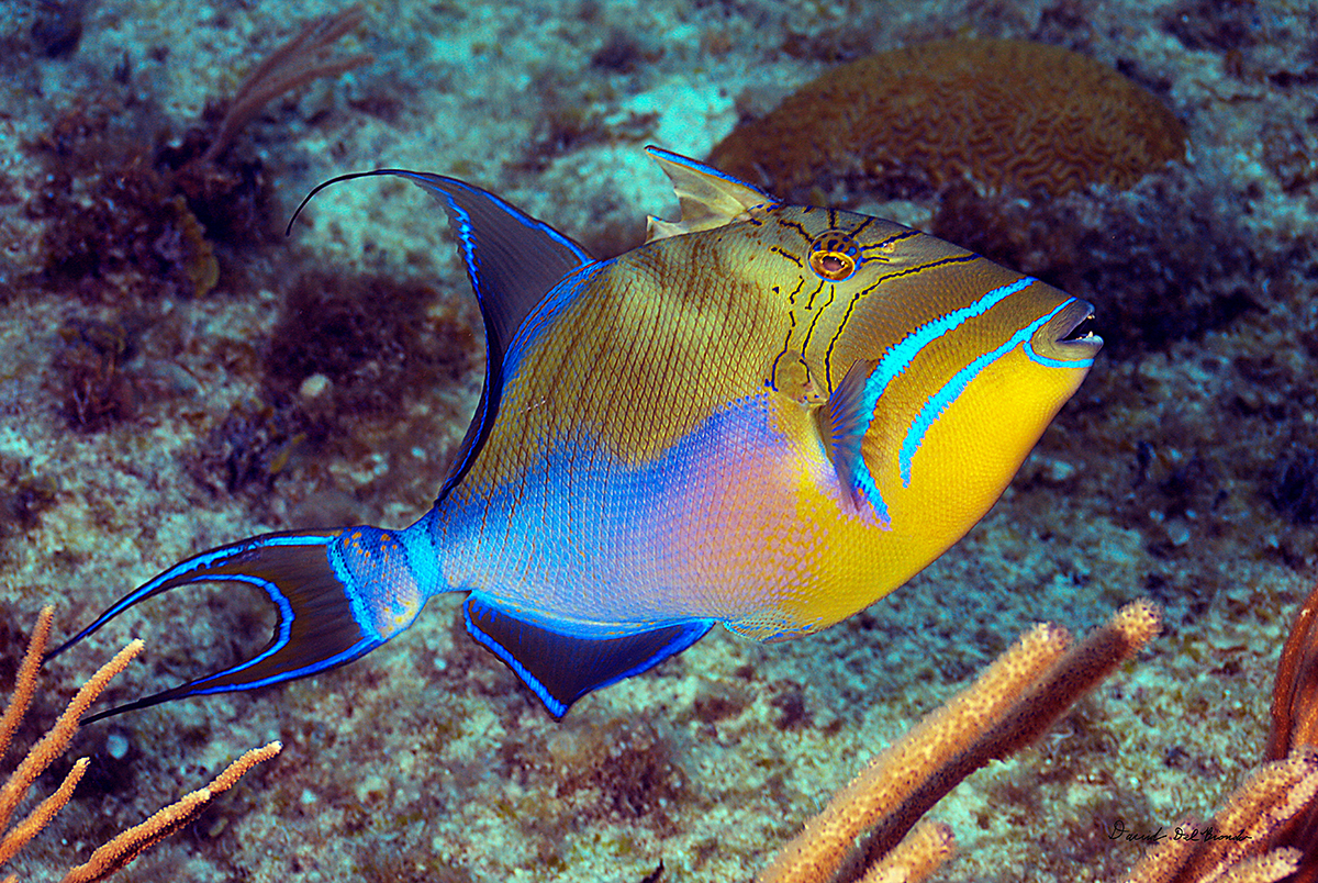 Queen Triggerfish