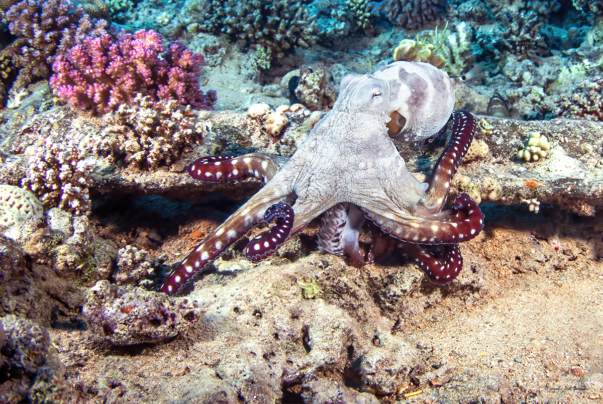 Red Sea Octopus