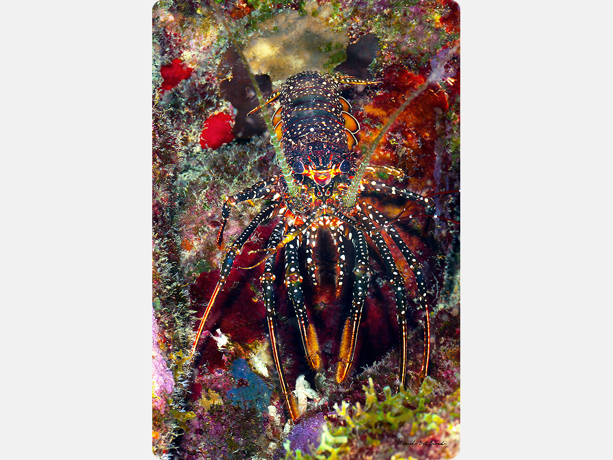 Spotted Spiny Lobster