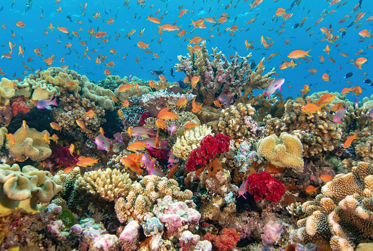 Jerry's Jelly (Nat Geo)