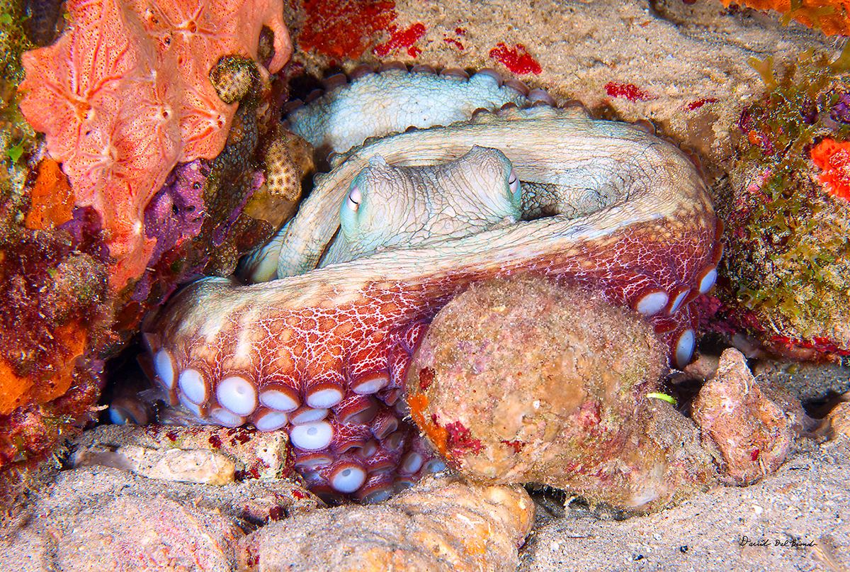 Sleeping Octopus