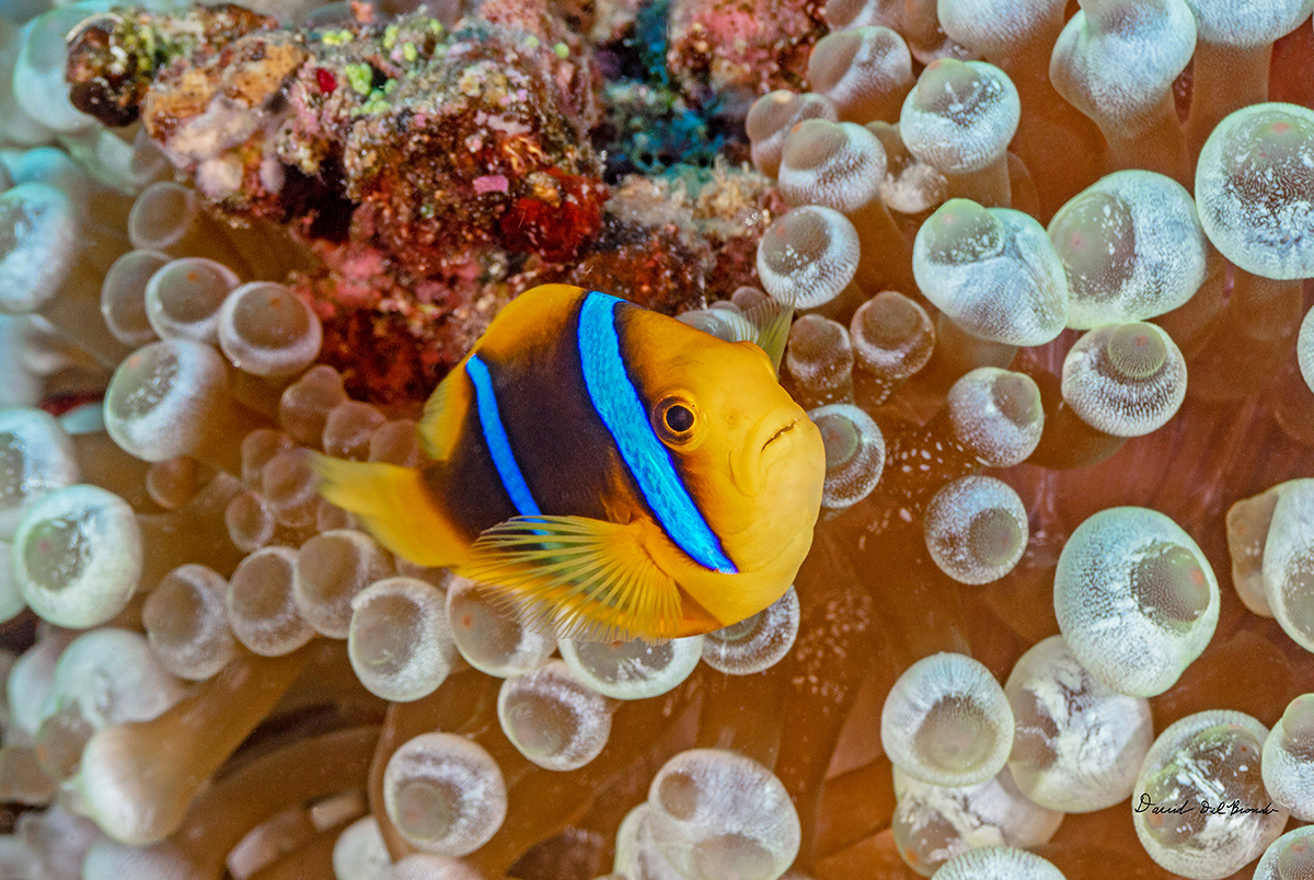 Bubbles Clownfish