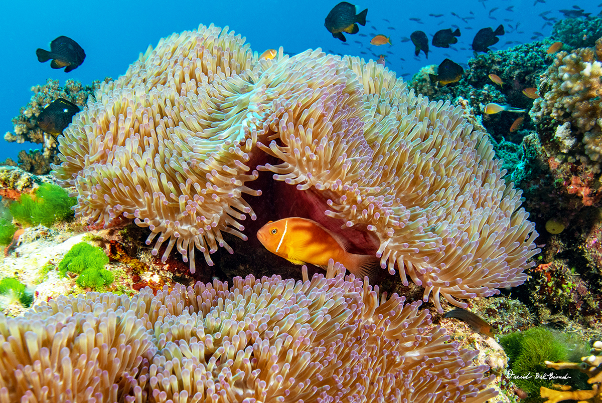 Clownfish in Anemone 