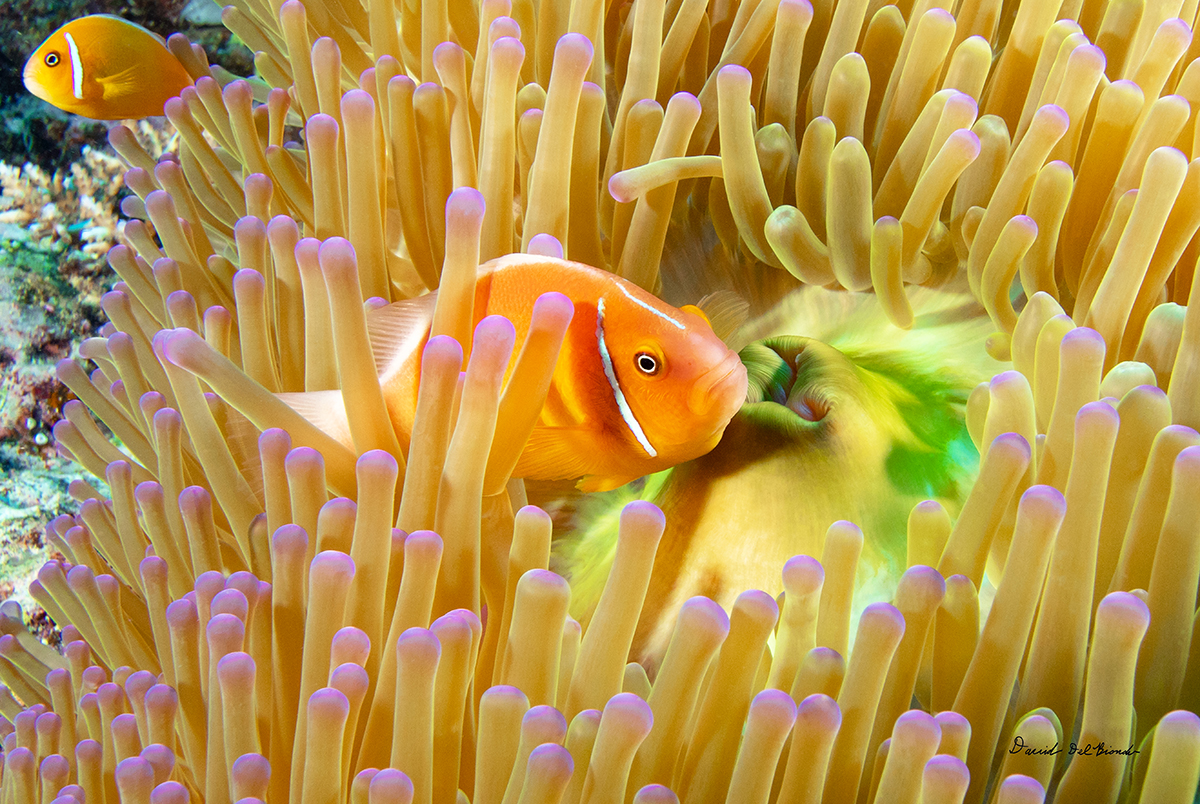 Clownfish with Anemone Mouth