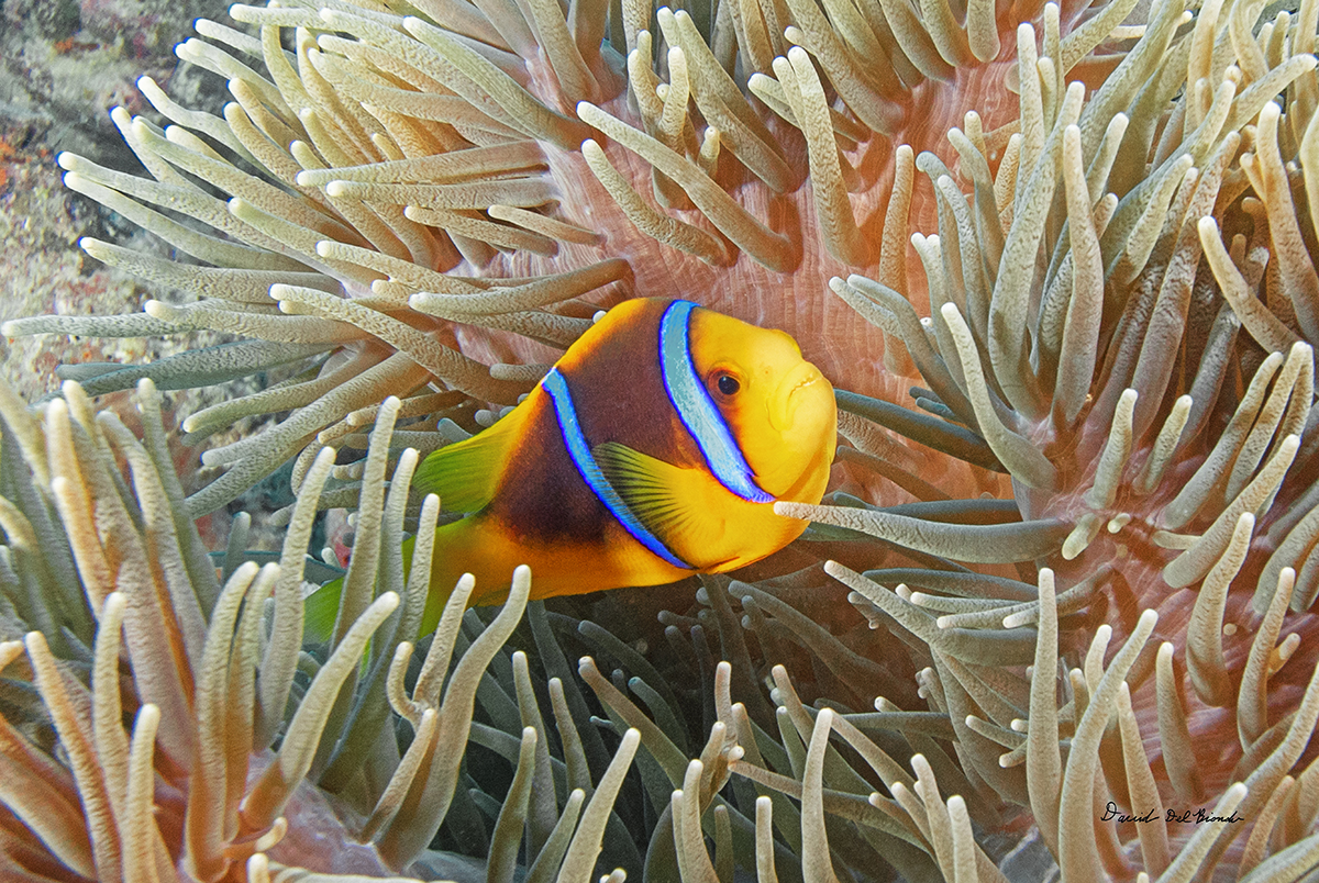 Jim's Alley Clownfish
