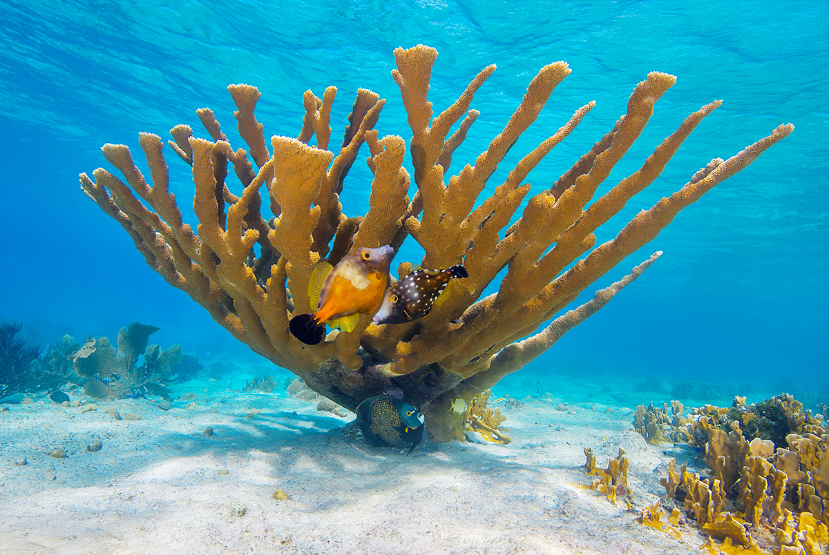 Elk Horn Coral