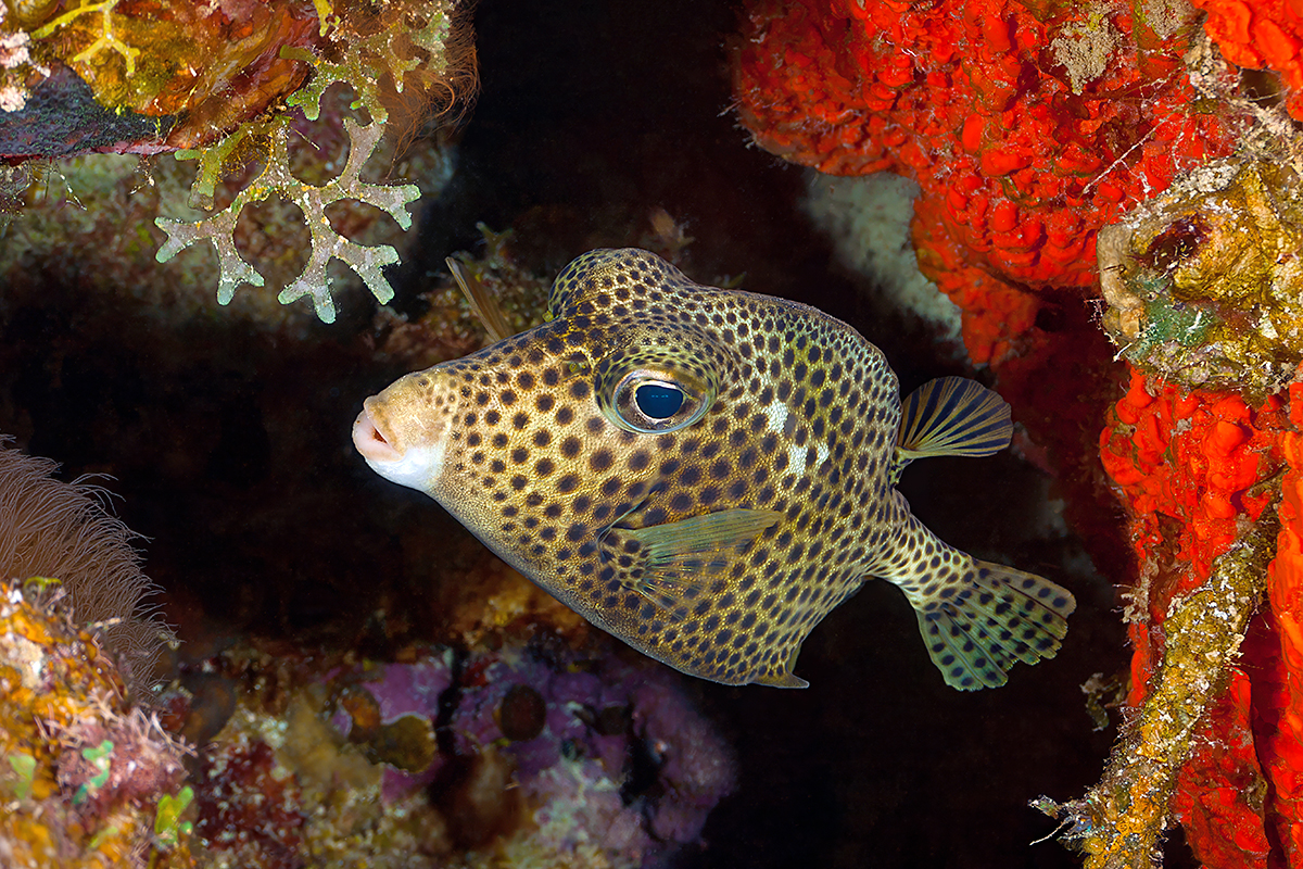 Spotted Trunkfish