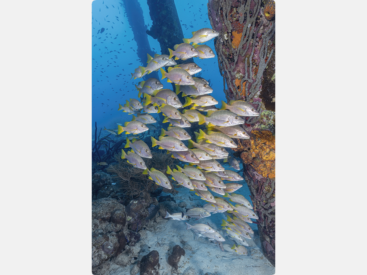 Schoolmaster Snapperfish