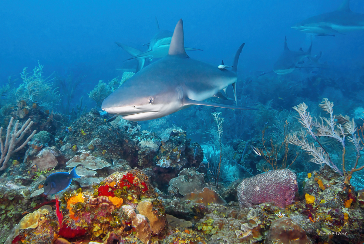 Black Tip Reef Shark