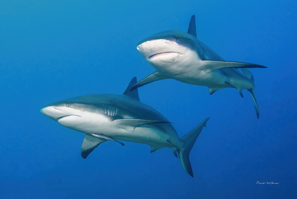 Twin Reef Sharks
