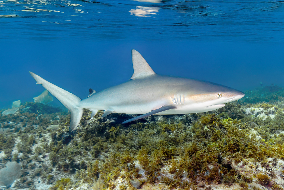 Reef Shark