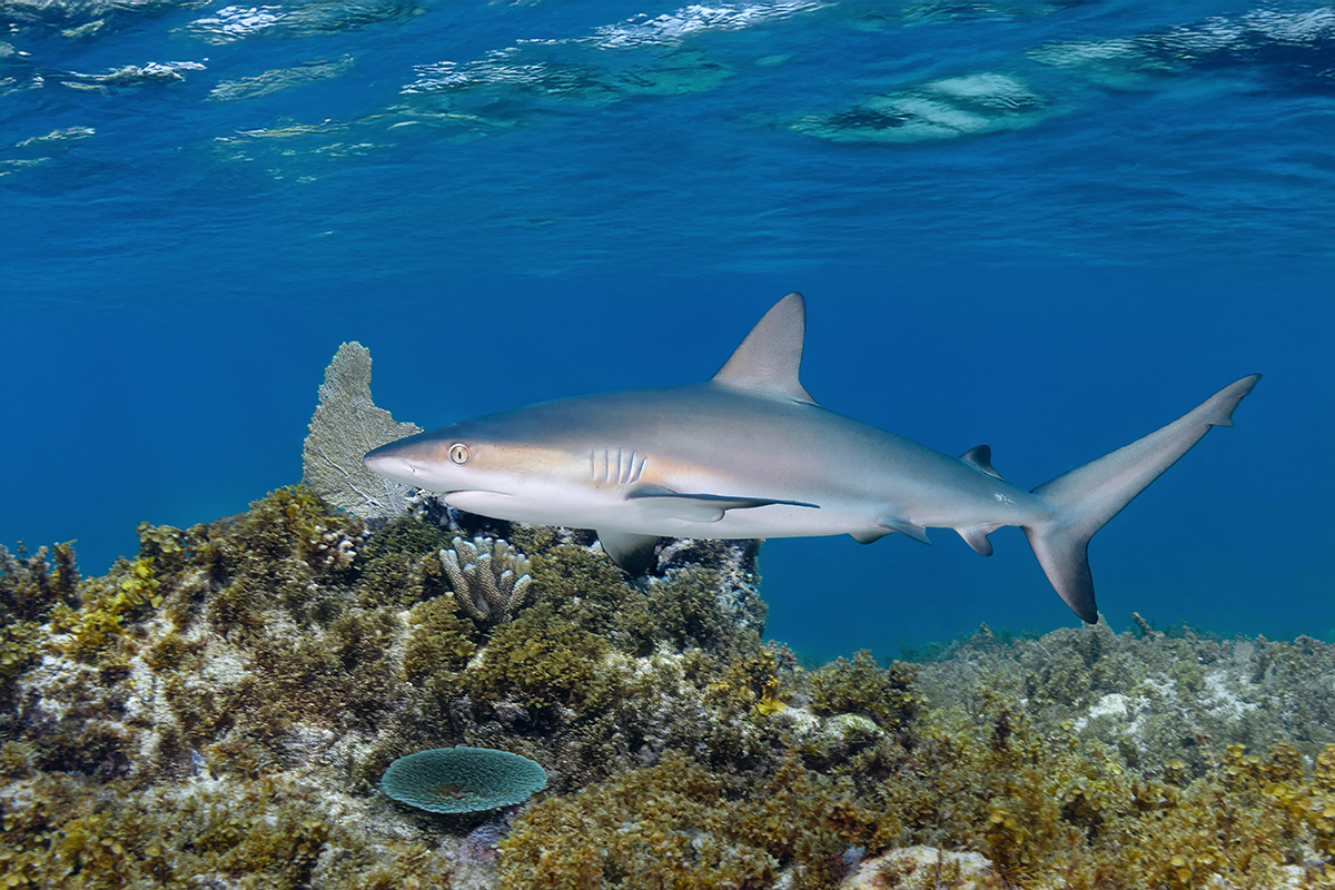 Reef Shark