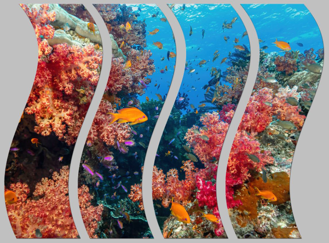 Soft Corals - 4 Piece Wave